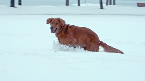 golden retriever dog running through deep snow