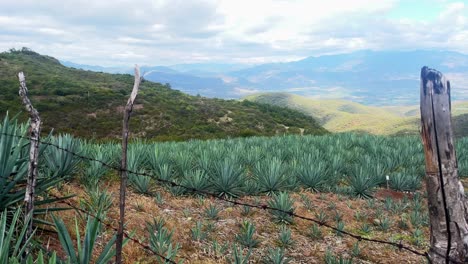 paisaje oaxaca méxico plantación de agave para la producción de bebidas alcohólicas mezcal bebida popular mexicana