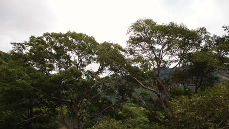 vista circular aérea de majestuosos árboles antiguos en el parque nacional phuoc binh