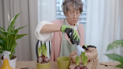 senior woman planting hyacinths