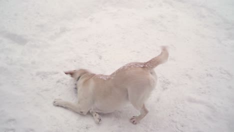 the dog scratching his face on the snowy ground