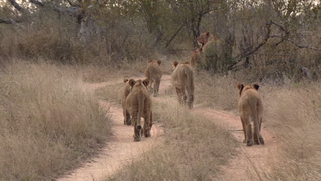 Cachorros-De-León-Caminando-Por-Un-Camino-De-Tierra-En-Un-Parque-Nacional,-Leones-Jóvenes-Con-Su-Madre-En-Estado-Salvaje