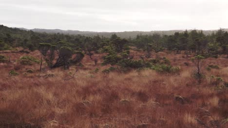 pan de bosque de humedales