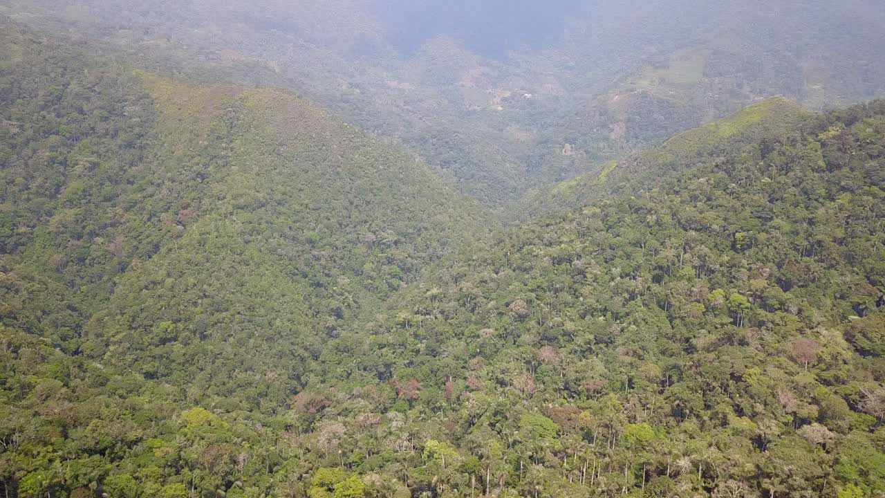 plantación de café en la selva montañosa boliviana