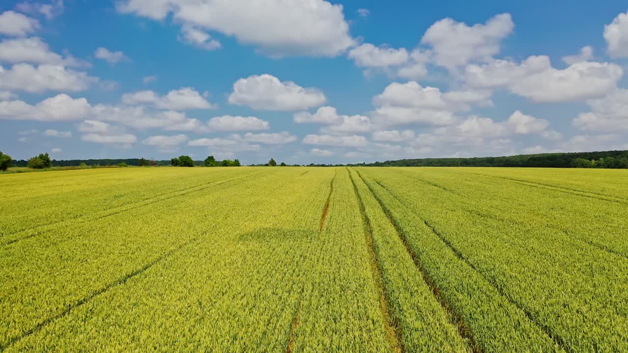 Aerial view over the natural background of the farmland. Large plantation of young wheat growing in the agricultural field in summer.