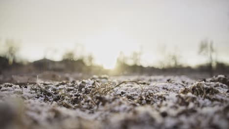 Plenty-of-snow-is-falling-in-the-garden-during-sunset