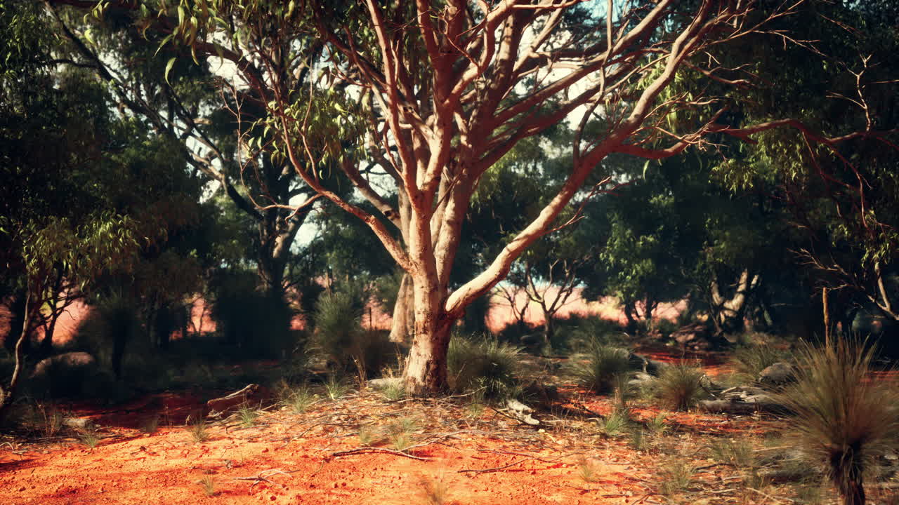 Foresta dell'Outback australiano