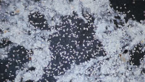 microorganismos ciliados y algas vista microscópica de campo oscuro de alta concentración