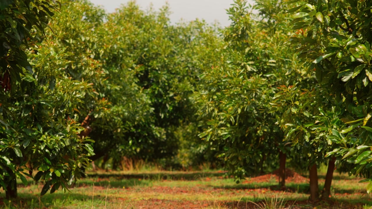 Filari di avocado con alberi distanziati uniformemente e un sentiero chiaro attraverso la piantagione