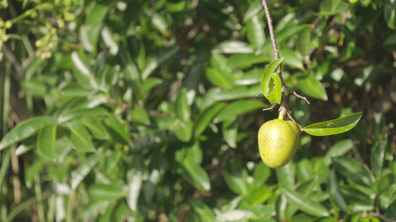 Pond Apple Tree in Wind