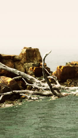 madera a la deriva en una playa rocosa con niebla