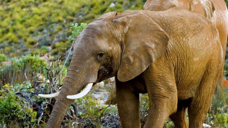 Foto frontal de elefante africano em safari privado em reserva de vida selvagem