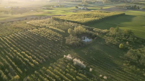 Golden-hour-light-over-lush-green-farm-land-with-big-apple-orchard,-aerial-view