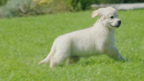 Ein-Golden-Retriever-Welpe-Rennt-Den-Beinen-Eines-Kindes-über-Den-Rasen-Hinterher.-Spaß-Mit-Ihrem-Haustier