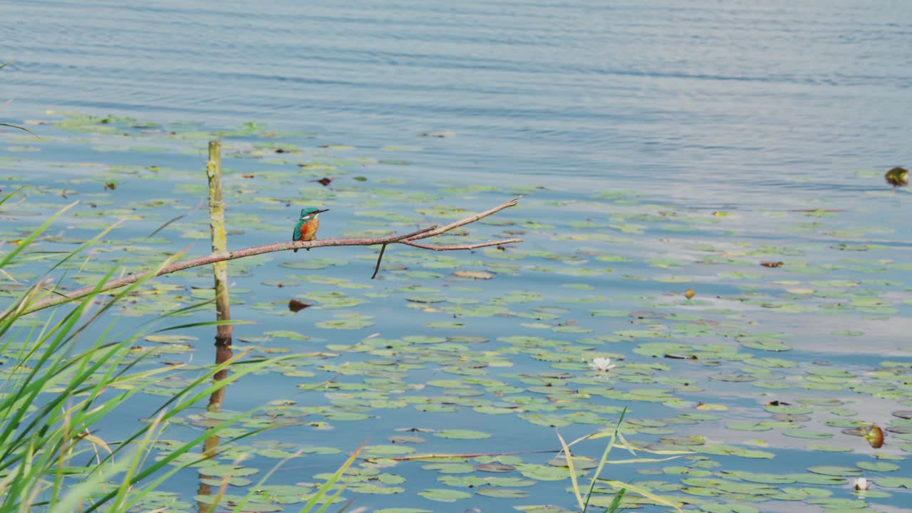 Kingfisher perched on branch staring over idyllic pond in Friesland Netherlands