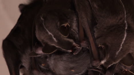 group of bats closeup moving ears while sleeping together