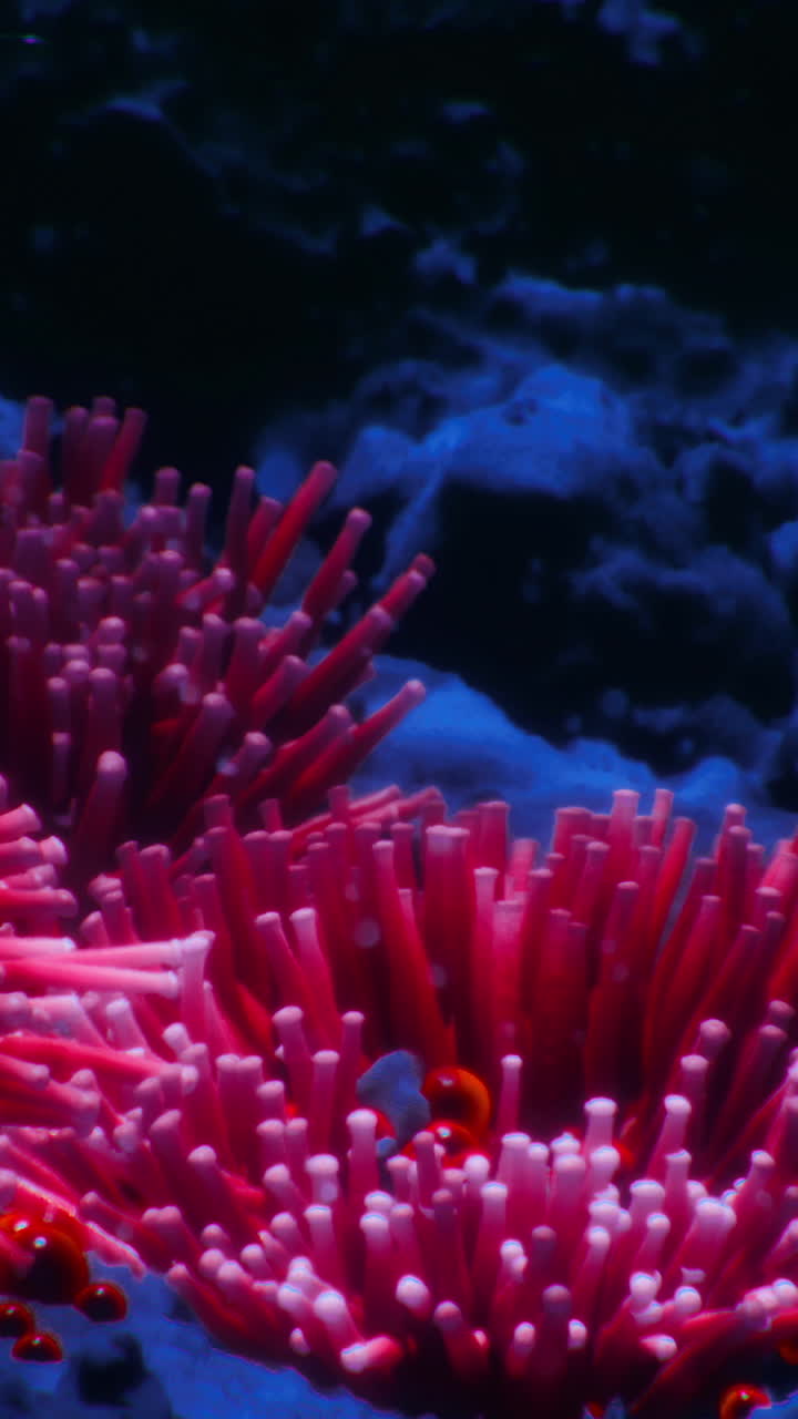 Barriera corallina vivace brulicante di vita in un ambiente sottomarino blu intenso