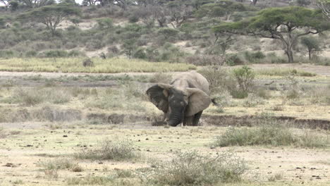 african elephant bull, loosening sand with his tusks, he can use for dustbath