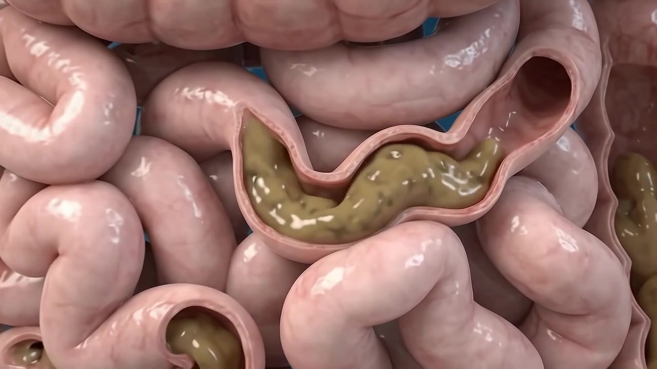 Animação Médica 3D do Sistema Digestório Humano e Peristaltismo