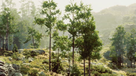 lush green trees in a serene mountainous landscape during morning light