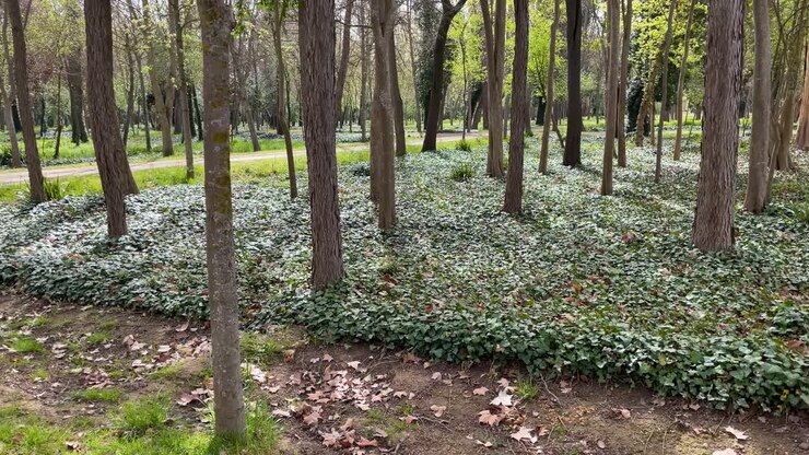 Si vede un'area delimitata da sentieri sterrati di alberi e i loro tronchi e l'intero terreno è coperto da una pianta di edera che fa brillare i raggi del sole mattutino nel Jardin de el Principe, Aranjuez, Spagna