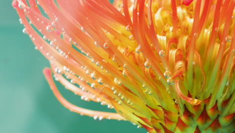 close-up of a pincushion protea with water droplets and bubbles