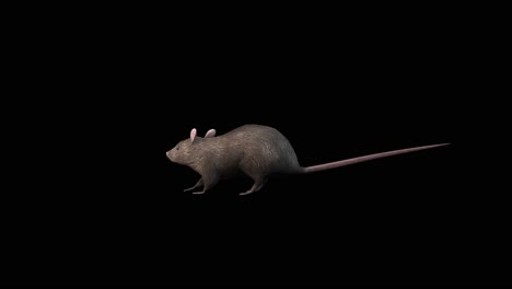 una rata de pie ociosa y comiendo en fondo negro, animación 3d, animales animados, animación de bucle sin costura