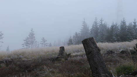 fog in the middle of the forest with a view of the tree trunk and fine snow in the background