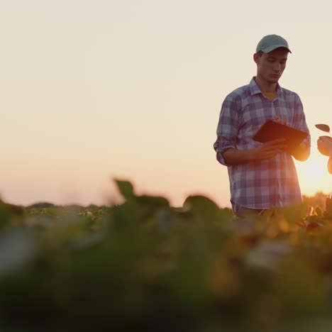 two farmers chat in a soybean field and use a tablet