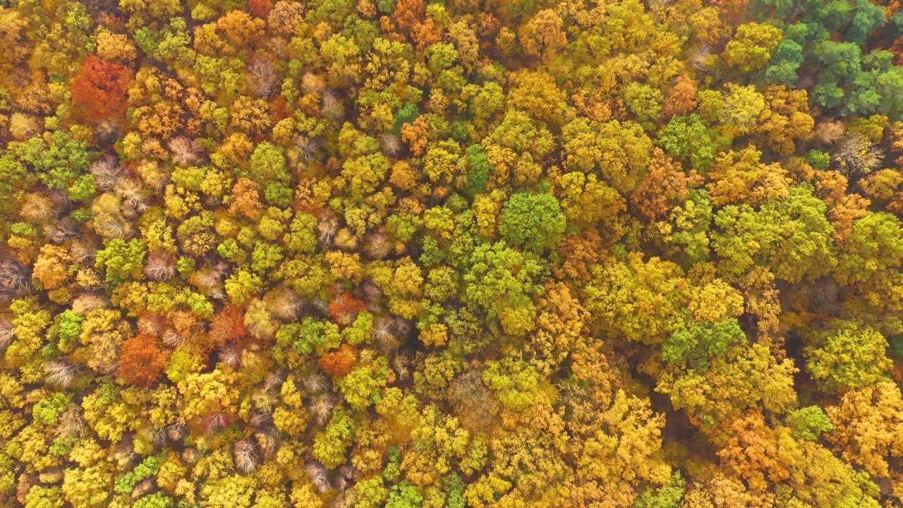 vista aérea de arriba hacia abajo del bosque de otoño con árboles verdes y amarillos