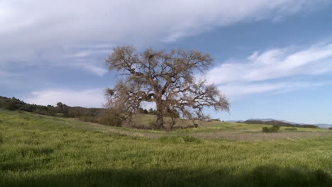 alejar el gran roble del valle durante la primavera en ojai california 1