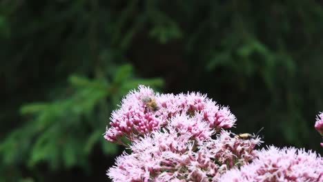 Abeja-En-Autumn-Joy-Sedum