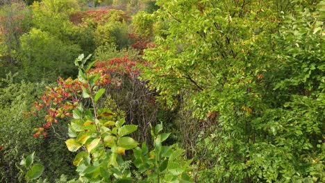 La-Toma-De-Un-Dron-Del-Bosque-Muestra-Densos-árboles-En-Otoño-En-Montreal,-Québec,-Canadá