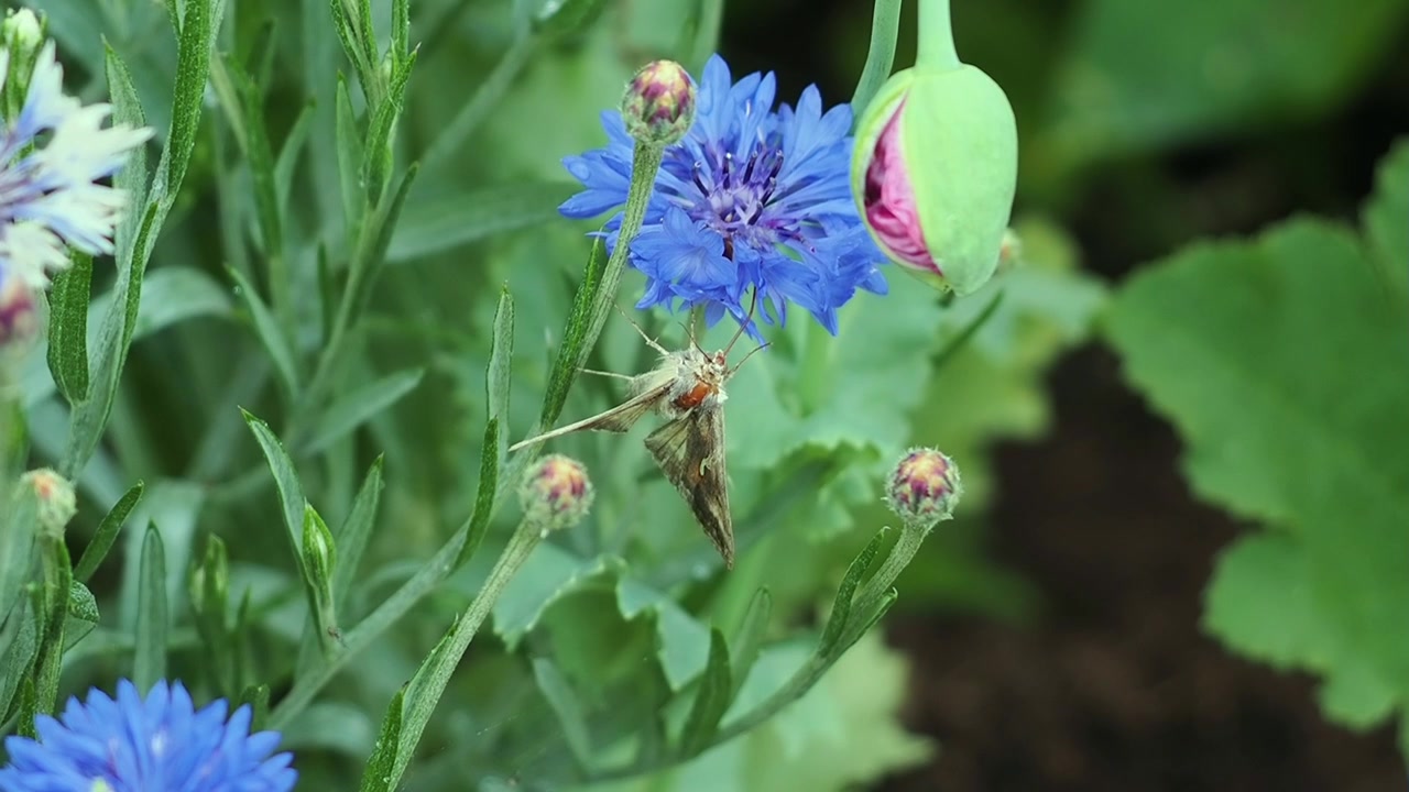 Small brown moth clings to a vivid blue cornflower, feeding quietly among budded plants