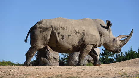 a rhinoceros walks out of a bush on dirt, blue sky behind