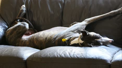 un galgo durmiendo en el sofá
