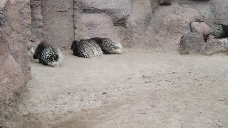 puercoespines adultos con agujas largas en el zoológico