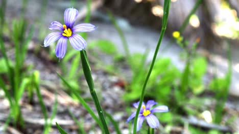 The-Bermudiana-,-Bermuda's-national-flower,-is-a-small-member-of-the-Iris-Family