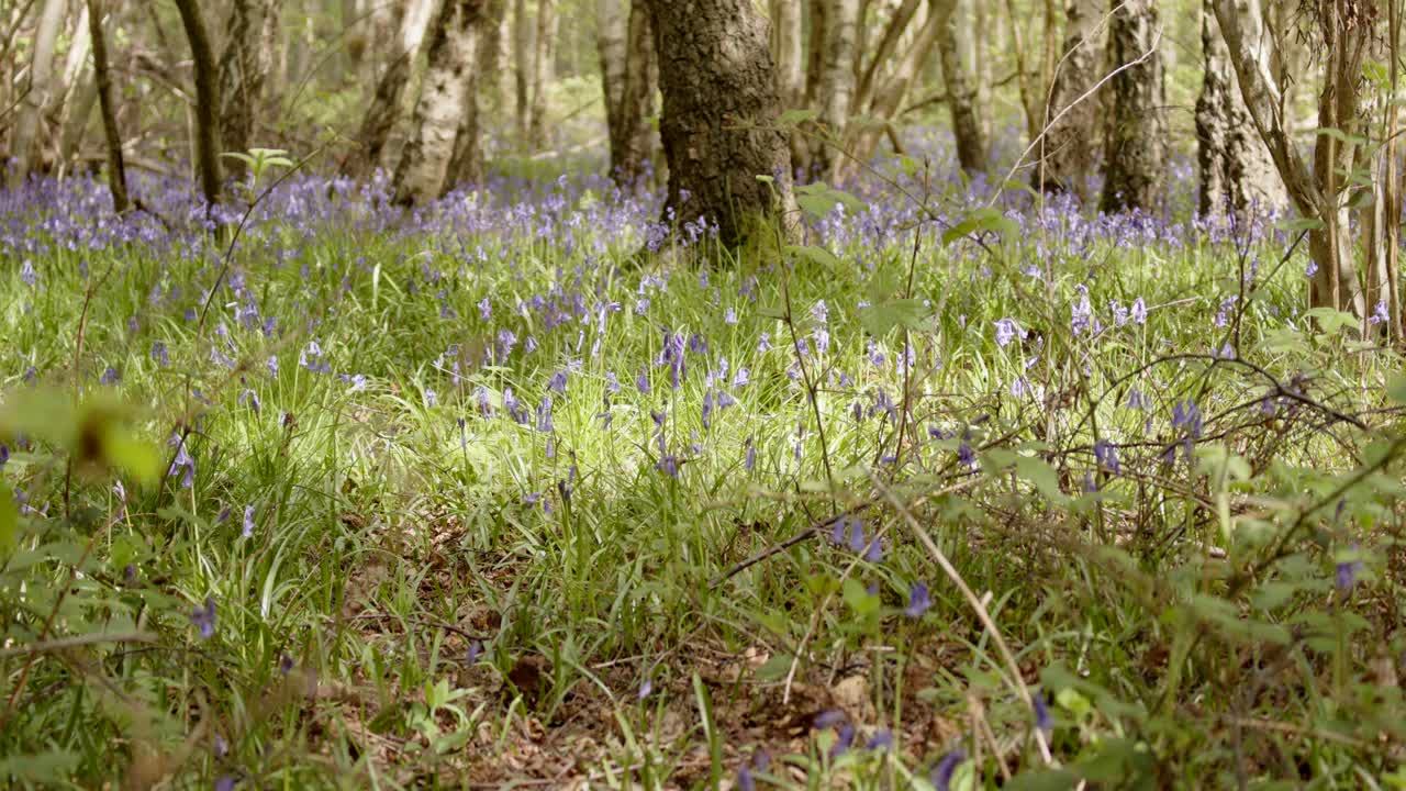 bluebell wood with sun breaking through