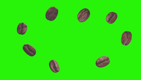 realistic coffee beans animation graphic element on green screen chroma key