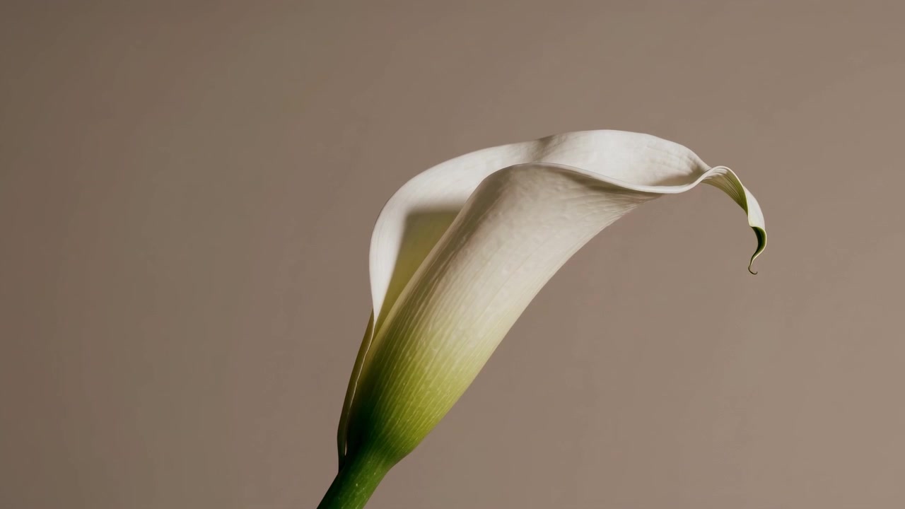 Elegant hvit kalla-blomst mot en nøytral bakgrunn