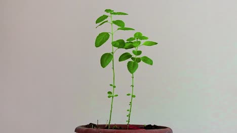 sacred tulsi tree with white background from unique perspectives