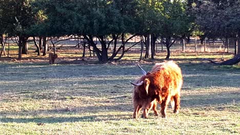 Scottish-cattle-cleaning-calves-on-farmland-in-Germany