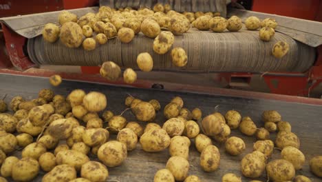 fresh, cleaned and sorted potatoes on a conveyor belt.