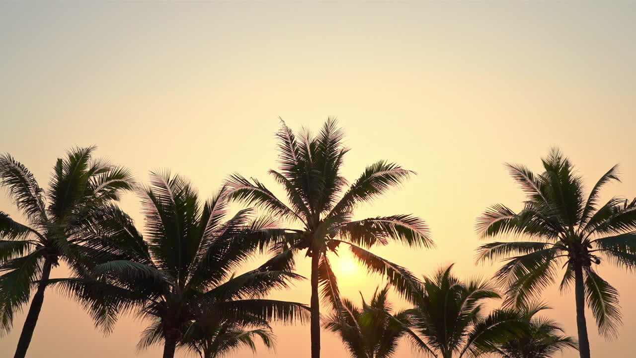 Palm trees silhouette on sunset