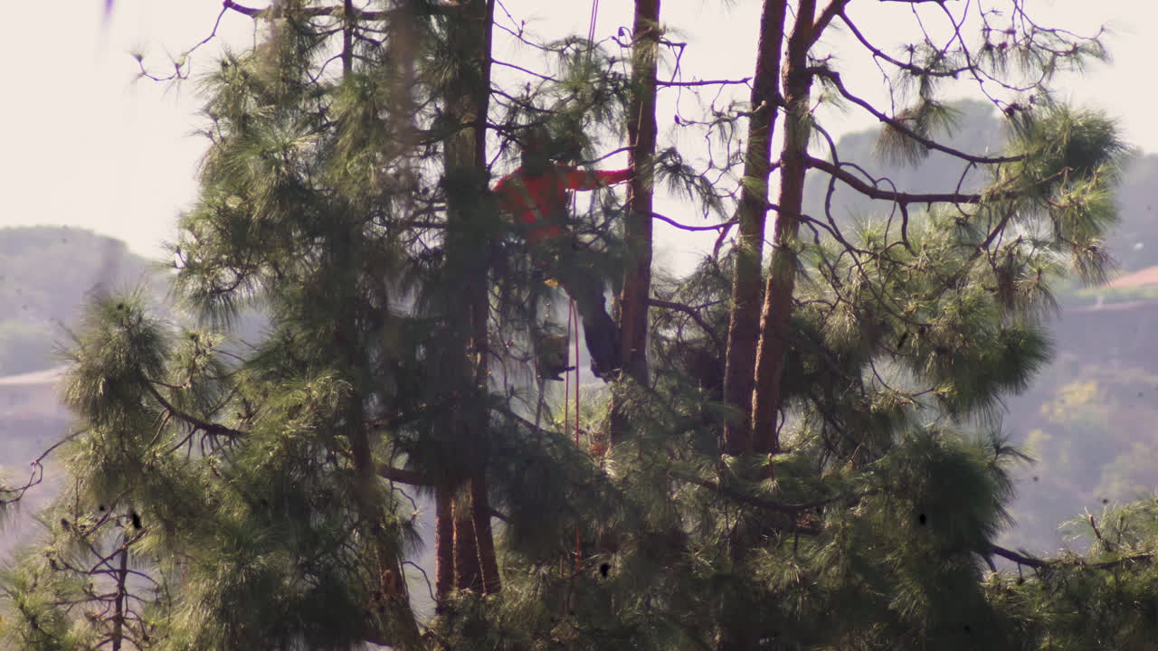 An arborist performs tree surgery pruning with a chainsaw and hanging from a harness on ropes, jumping between branches very high above the ground