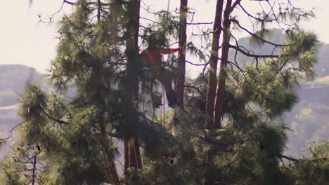 An-arborist-performs-tree-surgery-pruning-with-a-chainsaw-and-hanging-from-a-harness-on-ropes,-jumping-between-branches-very-high-above-the-ground