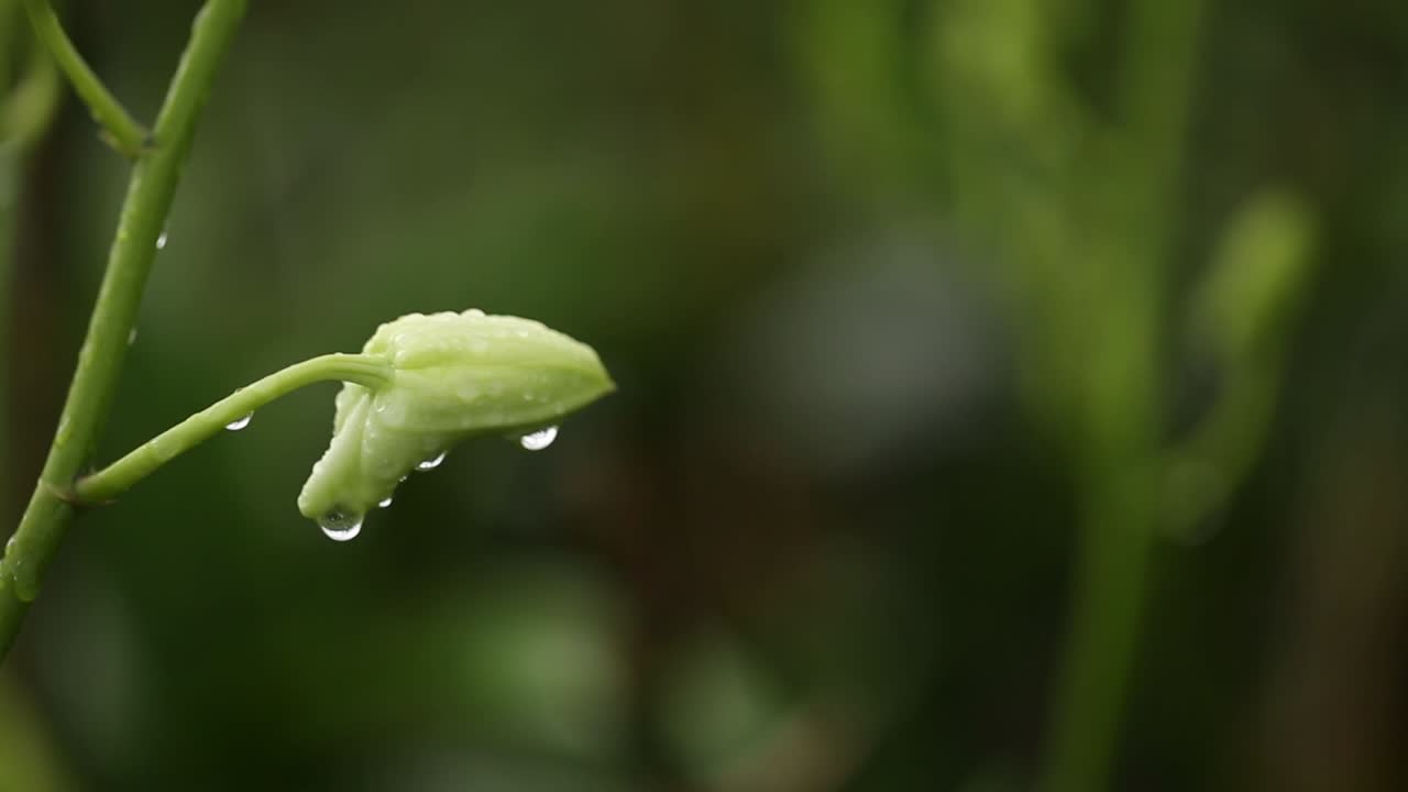 imágenes de cerca de una hermosa orquídea blanca