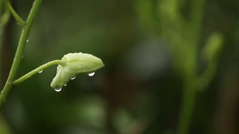 Close-Up-Footage-of-Beautiful-White-Orchid