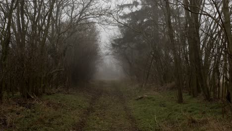 eerie forest path in the mist, with smooth suspenseful movement.
